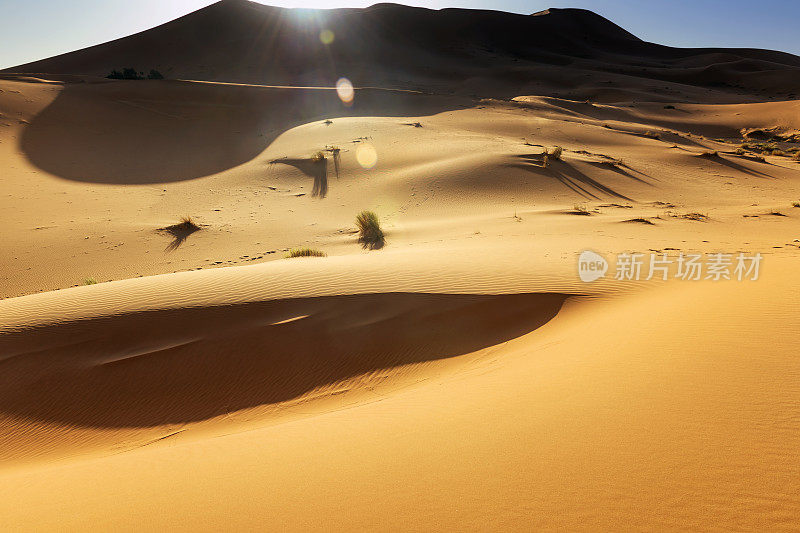 Erg Chebbi沙丘，早晨，镜头光晕，摩洛哥，北非